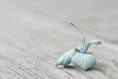 Close-up of dry flower on table