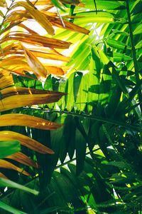 Close-up of fresh green leaves