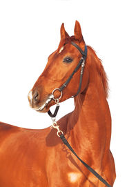 Horse standing against clear sky