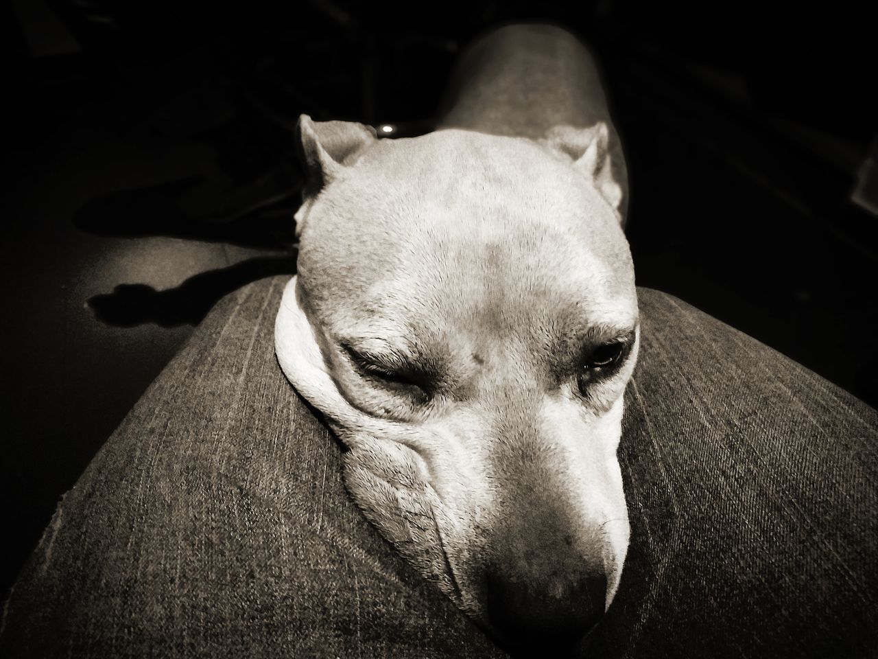 CLOSE-UP OF A DOG RESTING AT HOME