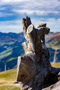 Close-up of tree stump