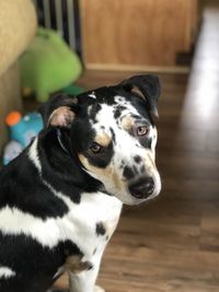 Catahoula leopard dog