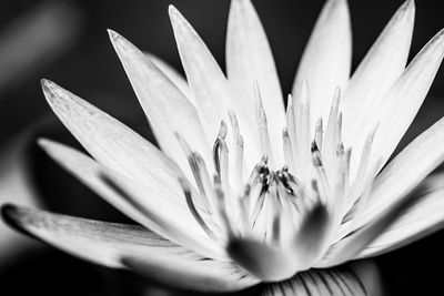 Macro shot of flowering plant