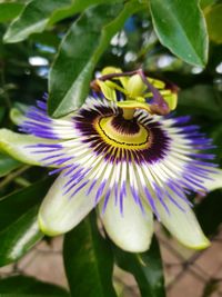 Close-up of purple flowering plant