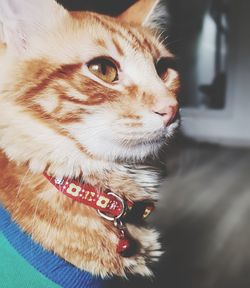 Close-up portrait of cat