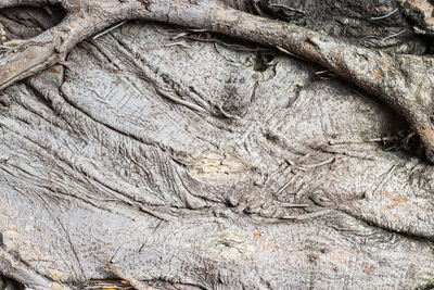 Full frame shot of tree trunk