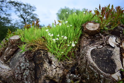 Close-up of plants growing on field