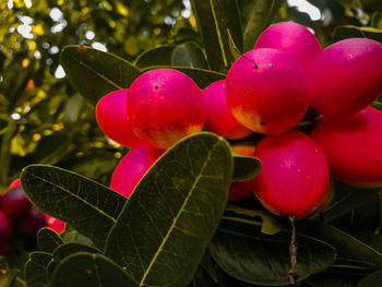 Close-up of cherries growing on plant
