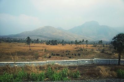 Scenic view of landscape against sky