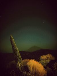 Close-up of lizard against sky at night