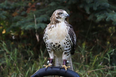 An adult red tail hawk sitting on a perch