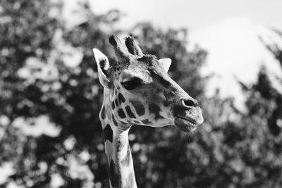 Close-up portrait of giraffe against sky