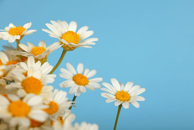 Close-up of white daisy against clear sky