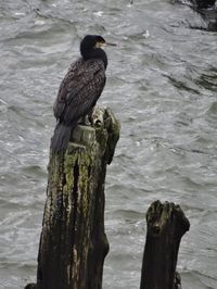 Close-up of bird perching on wooden post