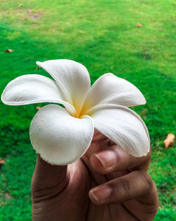 Close-up of hand holding white flowering plant