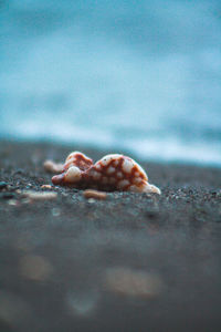 Close-up of shell on beach