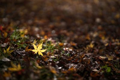 Close-up of yellow leaf fallen on field during autumn
