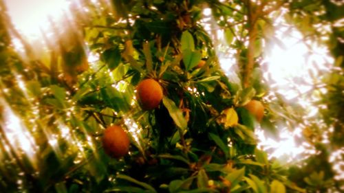 Close-up of fruit growing on tree