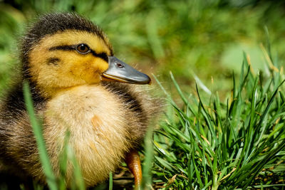 Close-up of a bird