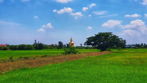 Scenic view of agricultural field against sky