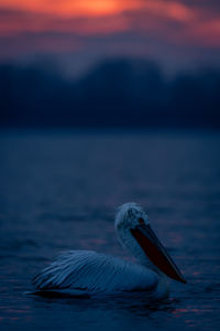 Close-up of pelican perching on sea