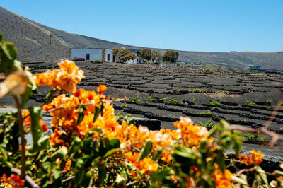 Scenic view of flowering plants against sky