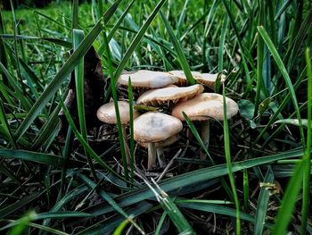 High angle view of mushrooms growing on field