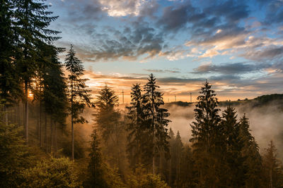 Scenic view of forest against sky during sunset