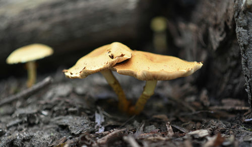 Close-up of mushroom on field