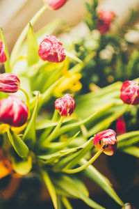 Close-up of pink flowering plant
