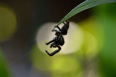 Close-up of insect