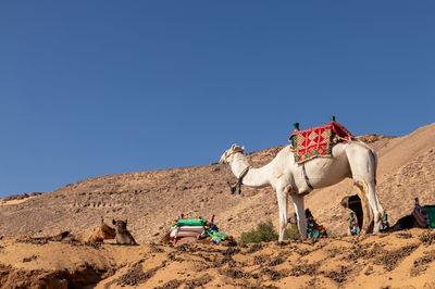 White camel standing up with colorful traditional saddle in egypt with beautiful sand hill landscape