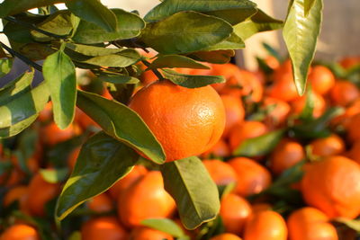 Close-up of orange fruit growing on tree