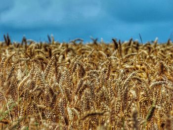 Close-up of wheat field against sky