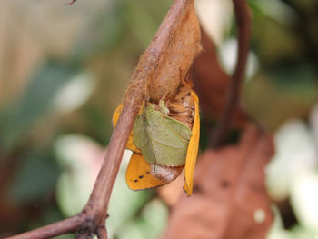 Close-up of insect on plant