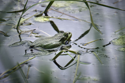 Frog in a lake