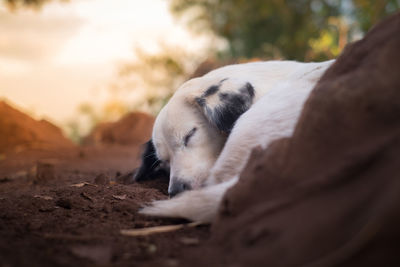 Little dog is sleeping in the morning.