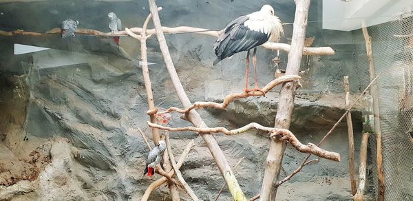 Birds perching on a tree