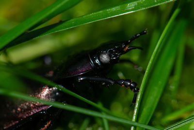 Close-up of insect on wet leaf