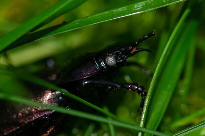 Close-up of beetle in grass