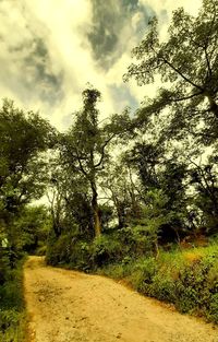 Trees and plants growing on land against sky