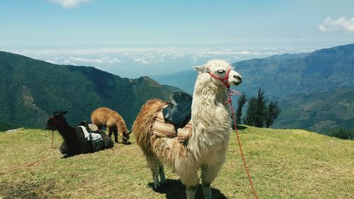 Horses standing on field against mountains