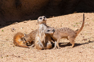 Mob of meerkats, suricata suricatta or suricates, small mongoose in southern africa playing