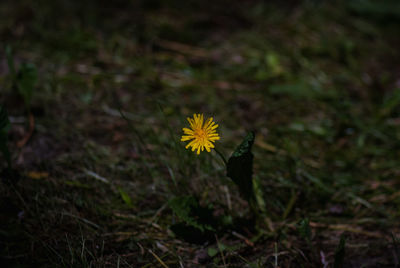 High angle view of yellow flowering plant on field