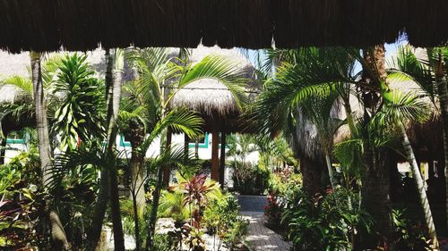 Palm trees in garden against sky