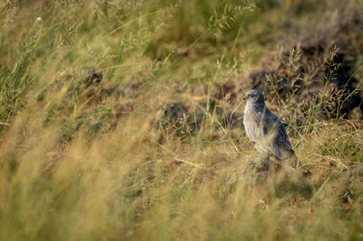 Side view of a bird on field