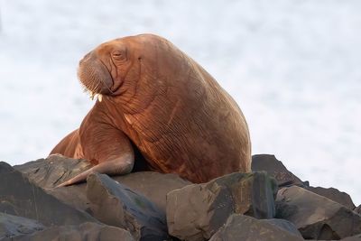 Walrus resting on rocks in harbour