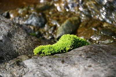 Close-up of lizard on rock