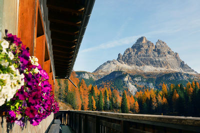 Low angle view of flowering plants by mountains against sky