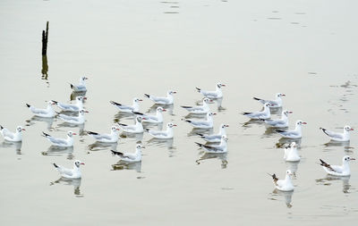 Flock of birds in lake